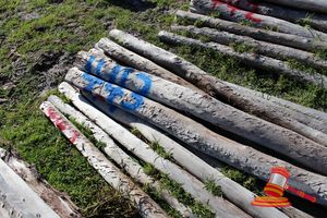 443 · BUNDLE OF 25 X JARRAH FENCE POSTS LOGS - 2.0 M LONG, 125mm DIAMETER