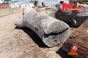 ALL216- MILL LOGS 570-1000mm (Diameter) x 3.9m FORKED Tuart Mill Log