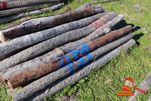 459 · BUNDLE OF 9 X JARRAH FENCE POSTS LOGS - 2.0 M LONG, 150mm DIAMETER