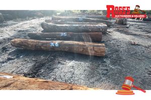 36 · 1 x ALOCASUARINA FRASERIANA SHEOAK LOG, APPROX DIMENSIONS: 3.3m/350mm, APPROX WEIGHT: 0.4 TONNES - NOTE: DOMESTIC PROCESSING REQUIRED