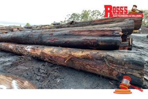 22 · 13 x EUCALYPTUS MARGINATA JARRAH LOGS, APPROX DIMENSIONS: 8.4-9.7m/600-850mm, APPROX WEIGHT: 48.5 TONNES - NOTE: DOMESTIC PROCESSING REQUIRED