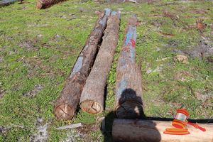 468 · BUNDLE OF 3 X JARRAH LOGS, 2 @ 4.1, 1 @ 4.5 M LONG, 275 -300mm DIAMETER