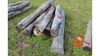 Jarrah logs