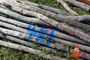 451 · BUNDLE OF 25 X JARRAH FENCE POSTS LOGS - 2.0 M LONG, 100mm DIAMETER