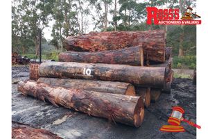 10 · 21 x EUCALYPTUS MARGINATA JARRAH LOGS, APPROX DIMENSIONS: 3.8-5.2m/500-1100mm, APPROX WEIGHT: 49.9 TONNES - NOTE: DOMESTIC PROCESSING REQUIRED