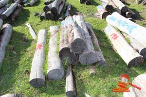 195 · BUNDLE OF 7 X JARRAH STRAINER POST LOGS, 1.8 M LONG, ALL 250mm DIAMETER