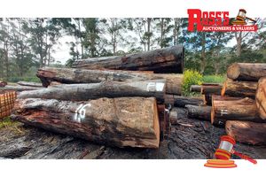 16 · 26 x EUCALYPTUS MARGINATA JARRAH LOGS, APPROX DIMENSIONS: 3.5-5.1m/450-1200mm, APPROX WEIGHT: 43.6 TONNES - NOTE: DOMESTIC PROCESSING REQUIRED