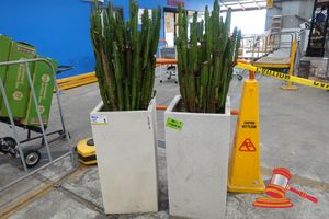 1 · 2 X REAL CACTUS PLANTS WITH POTS, APPROX; 1.3M H X 360MM W X 390MM D, SOME MARKS