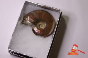 112 · AMMONITE PENDANT
