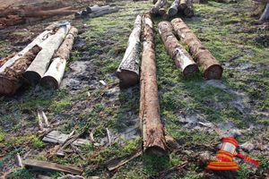 268 · BUNDLE OF 2 X JARRAH LOGS,6.6 M LONG, ALL 300mm DIAMETER
