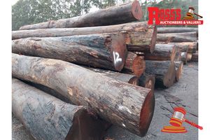 12 · 17 x EUCALYPTUS MARGINATA JARRAH LOGS, APPROX DIMENSIONS: 7-9.6m/450-900mm, APPROX WEIGHT: 50 TONNES - NOTE: DOMESTIC PROCESSING REQUIRED