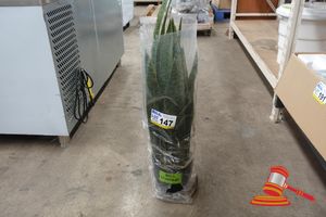 147 · 1 X ARTIFICIAL SNAKE PLANT, IN POT