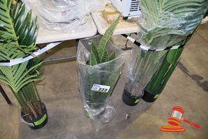 222 · SNAKE PLANT