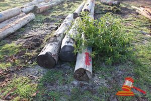 250 · BUNDLE OF 3 X JARRAH LOGS,3.6 -4.5 M LONG, 350 - 400mm DIAMETER