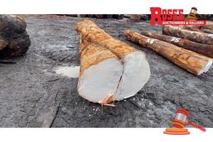 37 · 1 x ALOCASUARINA FRASERIANA SHEOAK LOG, APPROX DIMENSIONS: 3.6m/900mm, APPROX WEIGHT: 1.9 TONNES - NOTE: DOMESTIC PROCESSING REQUIRED