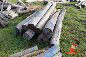 282 · BUNDLE OF 9 X JARRAH LOGS, 4.2 - 4.8 M LONG, 250 - 350mm DIAMETER
