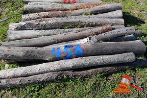 456 · BUNDLE OF 25 X JARRAH FENCE POSTS LOGS - 2.0 M LONG, 150mm DIAMETER