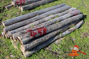 458 · BUNDLE OF 25 X JARRAH FENCE POSTS LOGS - 2.0 M LONG, 125 - 150mm DIAMETER