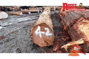 42 · 1 x EUCALYPTUS MARGINATA JARRAH LOG, APPROX DIMENSIONS: 6.4m/650mm, APPROX WEIGHT: 2.7 TONNES - NOTE: DOMESTIC PROCESSING REQUIRED