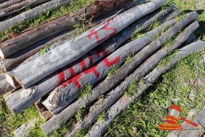 442 · BUNDLE OF 25 X JARRAH FENCE POSTS LOGS - 2.0 M LONG, 125mm DIAMETER