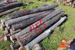 455 · BUNDLE OF 25 X JARRAH FENCE POSTS LOGS - 2.0 M LONG, 125mm DIAMETER