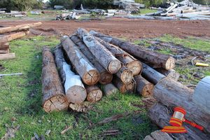 182 · BUNDLE OF 14 X JARRAH LOGS, 3.5 - 5.4 M LONG, ALL 350mm DIAMETER