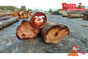 25 · 3 x EUCALYPTUS MARGINATA JARRAH LOGS, APPROX DIMENSIONS: 3.5-4.6m/700-800mm, APPROX WEIGHT: 6.4 TONNES - NOTE: DOMESTIC PROCESSING REQUIRED