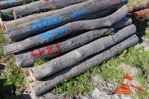 421 · BUNDLE OF 25 X JARRAH FENCE POSTS LOGS - 2.0 M LONG, 150mm DIAMETER