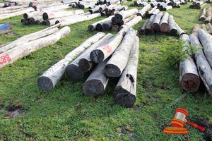 287 · BUNDLE OF 7 X JARRAH LOGS, 2.8 -3.4M LONG, ALL 300mm DIAMETER