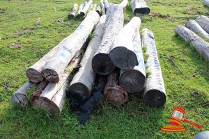 333 · BUNDLE OF 10 X JARRAH STRAINER POST LOGS, 1 @ 1.8, 3 @ 2.0, 6 @ 2.2M LONG, 250 -350mm DIAMETER