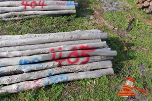 405 · BUNDLE OF 25 X JARRAH FENCE POSTS LOGS - 2.0 M LONG, 100mm DIAMETER