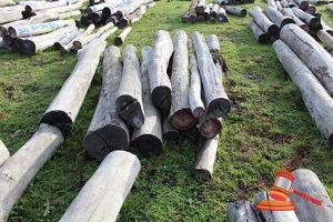 300 · BUNDLE OF 11 X JARRAH LOGS, 3.0M LONG, ALL 250mm DIAMETER
