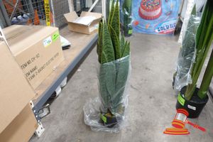 149 · 1 X ARTIFICIAL SNAKE PLANT IN BLACK POT