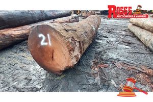 21 · 1 x EUCALYPTUS MARGINATA JARRAH LOG, APPROX DIMENSIONS: 5.3m/1150mm, APPROX WEIGHT: 4 TONNES - NOTE: DOMESTIC PROCESSING REQUIRED