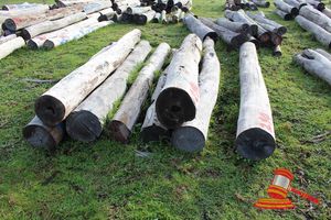 294 · BUNDLE OF 8 X JARRAH LOGS, 5 @ 3.3, 2 @ 3.5, 1 @ 3.9M LONG, 300 - 350mm DIAMETER