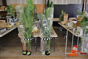 Monstera Tree 160cm