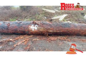 46 · 1 x EUCALYPTUS MARGINATA JARRAH LOG APPROX DIMENSIONS:6.9m/1000mm, APPROX WEIGHT: - 5.2 TONNES, NOTE: DOMESTIC PROCESSING REQUIRED