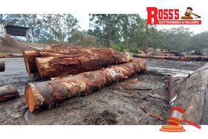 18 · 8 x EUCALYPTUS MARGINATA JARRAH LOGS, APPROX DIMENSIONS: 3.2-6.2m/700-1100mm, APPROX WEIGHT: 21 TONNES - NOTE: DOMESTIC PROCESSING REQUIRED