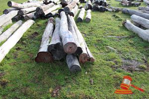 293 · BUNDLE OF 6 X JARRAH LOGS, 3.5 - 3.8M LONG, ALL 250mm DIAMETER