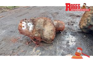 39 · 1 x EUCALYPTUS MARGINATA JARRAH BURL, APPROX WEIGHT: 0.49 TONNES - NOTE: DOMESTIC PROCESSING REQUIRED
