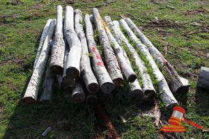 353 · BUNDLE OF 25 X JARRAH FENCE POSTS LOGS, 2.0M LONG, 125mm DIAMETER
