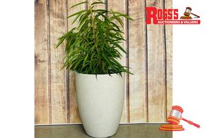 Matching set of 2 Cream Stone/Sparkling White/Cream Terrazzo Planters - Sizes: 43 x 53 cm, 35 x 43 cm, RRP $180 Create a stylish designer display from the 2074 Adam Stone Pot range, featuring a round tapered planter with a rough stone finish, this range brings a clean, contemporary look to homes, patios, courtyards, entryways and landscaped spaces. Constructed from stone-resin composite: 50% stone, 45% high-density resin and 5% fibreglass, it combines practical lightweight handling with a premiu