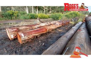19 · 3 x EUCALYPTUS MARGINATA JARRAH LOGS, APPROX DIMENSIONS: 8.7-9.1m/700-800mm, APPROX WEIGHT: 9.5 TONNES - NOTE: DOMESTIC PROCESSING REQUIRED