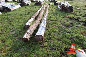 298 · BUNDLE OF 3 X JARRAH LOGS, 1 @ 7.3, 1 @ 6.9, 1 @ 5.9M LONG, ALL 250mm DIAMETER
