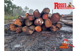 13 · 19 x EUCALYPTUS MARGINATA JARRAH LOGS, APPROX DIMENSIONS: 4-6.5m/500-1000mm, APPROX WEIGHT: 50.2 TONNES - NOTE: DOMESTIC PROCESSING REQUIRED