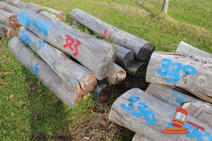 323 · BUNDLE OF 10 X JARRAH STRAINER POST LOGS, 1.8M LONG, ALL 300mm DIAMETER