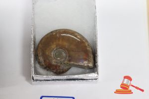 Ammonite