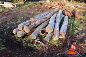 225 · BUNDLE OF 11 X JARRAH LOGS, 4-0 - 4.5 M LONG, ALL 300mm DIAMETER