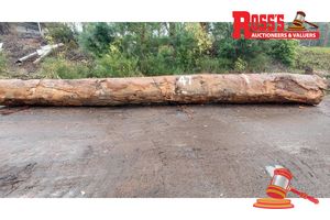47 · 1 x CORYMBIA CALOPHYLLA APPROX DIMENSIONS: 8.8m/750mm APPROX WEIGHT: - 5.3 TONNES, NOTE: DOMESTIC PROCESSING REQUIRED