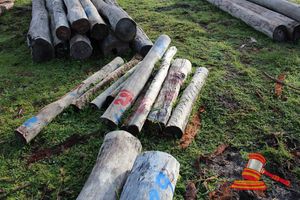 281 · BUNDLE OF 9 X JARRAH LOGS, 1.2 M LONG, ALL 125mm DIAMETER